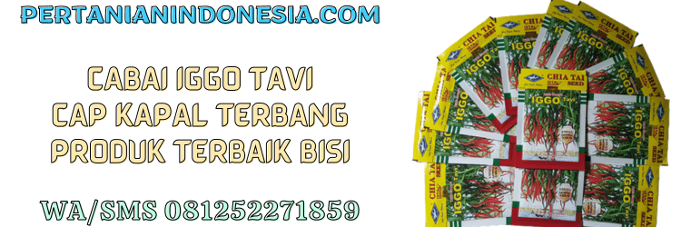 cabai,iggo tavi,f1,iggo tavi f1,bisi